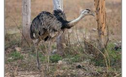 Ian’s Bird of the Moment – Greater&nbsp;Rhea
