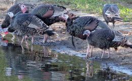 Reginald the Turkey Commander: The Spring&nbsp;Party