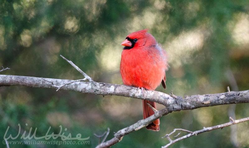 Red Northern Cardinal Bird