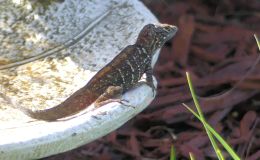 Birdwatching and Blessings – Anoles and&nbsp;Geckos
