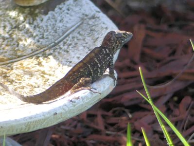 Baby Dinosaur - Chamilian or Lizard by Lee 3-28-20