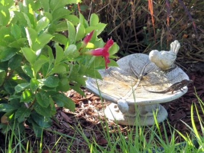 Baby Dinosaur - Chamilian or Lizard by Lee 3-28-20