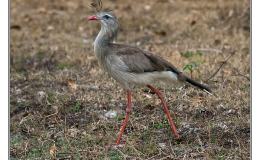 Bird of the Moment – Red-legged&nbsp;Seriema