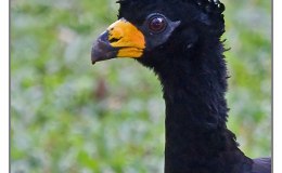 Ian’s Bird of the Whatever – Bare-faced&nbsp;Curassow