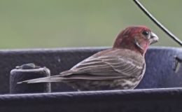 Interesting Visitor To Our&nbsp;Feeder