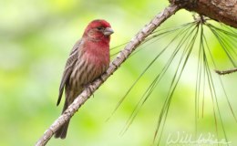 Words and Birds of Encouragement: Reverse the&nbsp;Curse