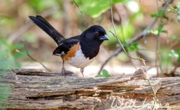 Easter Sunrise Gathering