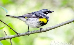 Words and Birds of Encouragement:&nbsp;Overcomer