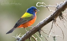 Words and Birds of Encouragement: Breathtaking&nbsp;Beauty