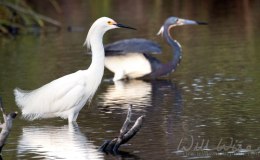 Words and Birds of Encouragement: Habitat&nbsp;Restoration