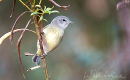 Words and Birds of Encouragement:&nbsp;Paradise