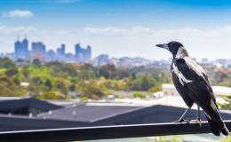 Chicken, Magpie, and Easter&nbsp;Greetings