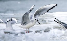 Satisfying Shallows and Delightful&nbsp;Depths