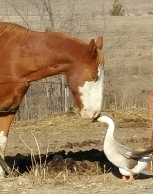 A Goose and her horse ©Flickr Lisa Donahoo