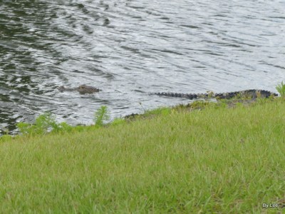 Alligator Taken from my neighbor's yard. 05-16-20