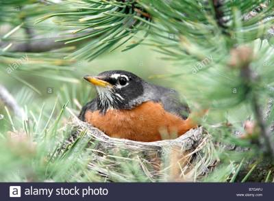 American Robin on Nest ©Alarmy