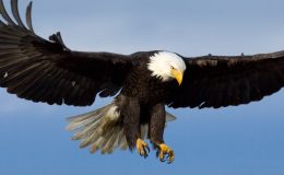 July’s Bird of the Month –&nbsp;Eagle
