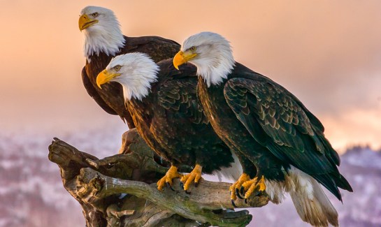 BaldEagles-BirdWatchingHQ
