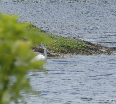 Great White Egret - First bird spotted from bench 05-14-20