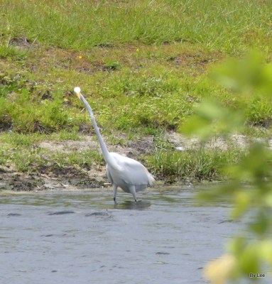 Great White Egret finally in the clear 05-14-20