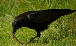 Clyde and Benny by Emma&nbsp;Foster