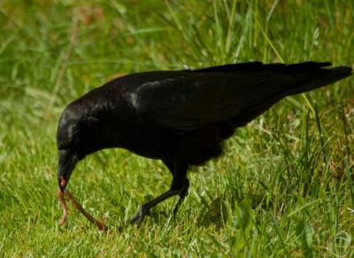 Crow Getting Worm ©PxHere