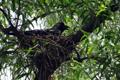 Crow in Nest ©NeedPix