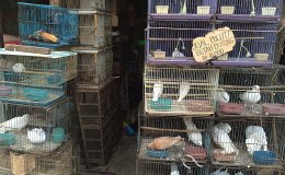 Jesus And Birds – 1st Cleansing Of&nbsp;Temple