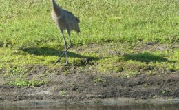 Backyard Birding – Maybe Part&nbsp;III