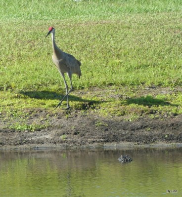 Gator and Sandhill Cranes 05-20-20 by Lee
