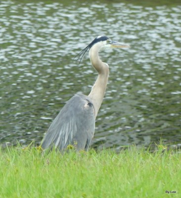 Great Blue Heron close up
