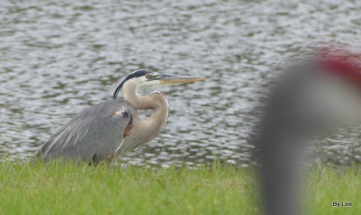 Great Blue Heron with neck bent in S