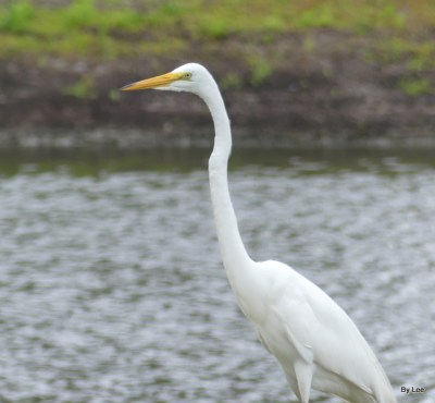 Great Egret 5-16-20