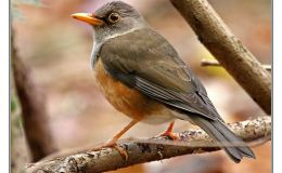 Ian’s Bird of the Moment – Island&nbsp;Thrush