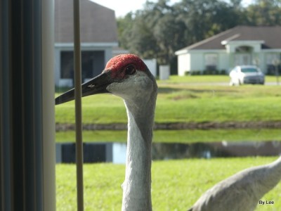 Sandhill Cranes ousidet window Coventry by Lee