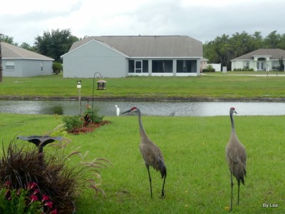 Three species from our door 05-16-20