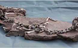 Creation Moments – How Many&nbsp;Feathers?