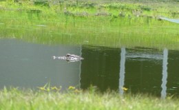 Backyard Birdwatching – Maybe Part&nbsp;II