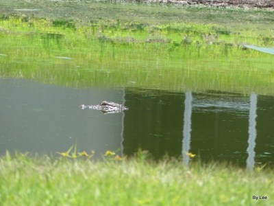 What Dan Was Photographying by Lee 5-17-20