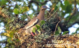 On Bird Kinds, the Bible, and&nbsp;Racism