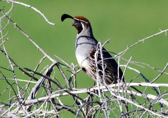 Gambel's Quail, Sweetwater Wetlands, Tucson Arizona