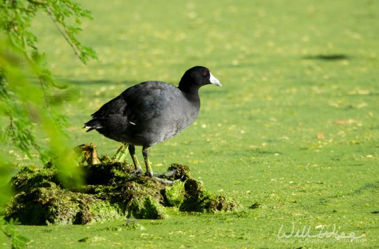 American Coot Sweetwater Wetlands Park, Tucson Arizona