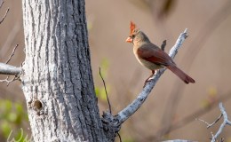 Joy in the&nbsp;Sharing