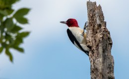 By Design: Woodpeckers