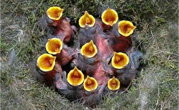 Which One Do I Feed&nbsp;First?