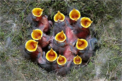 11 Mouths to feed ©Alois Absenger