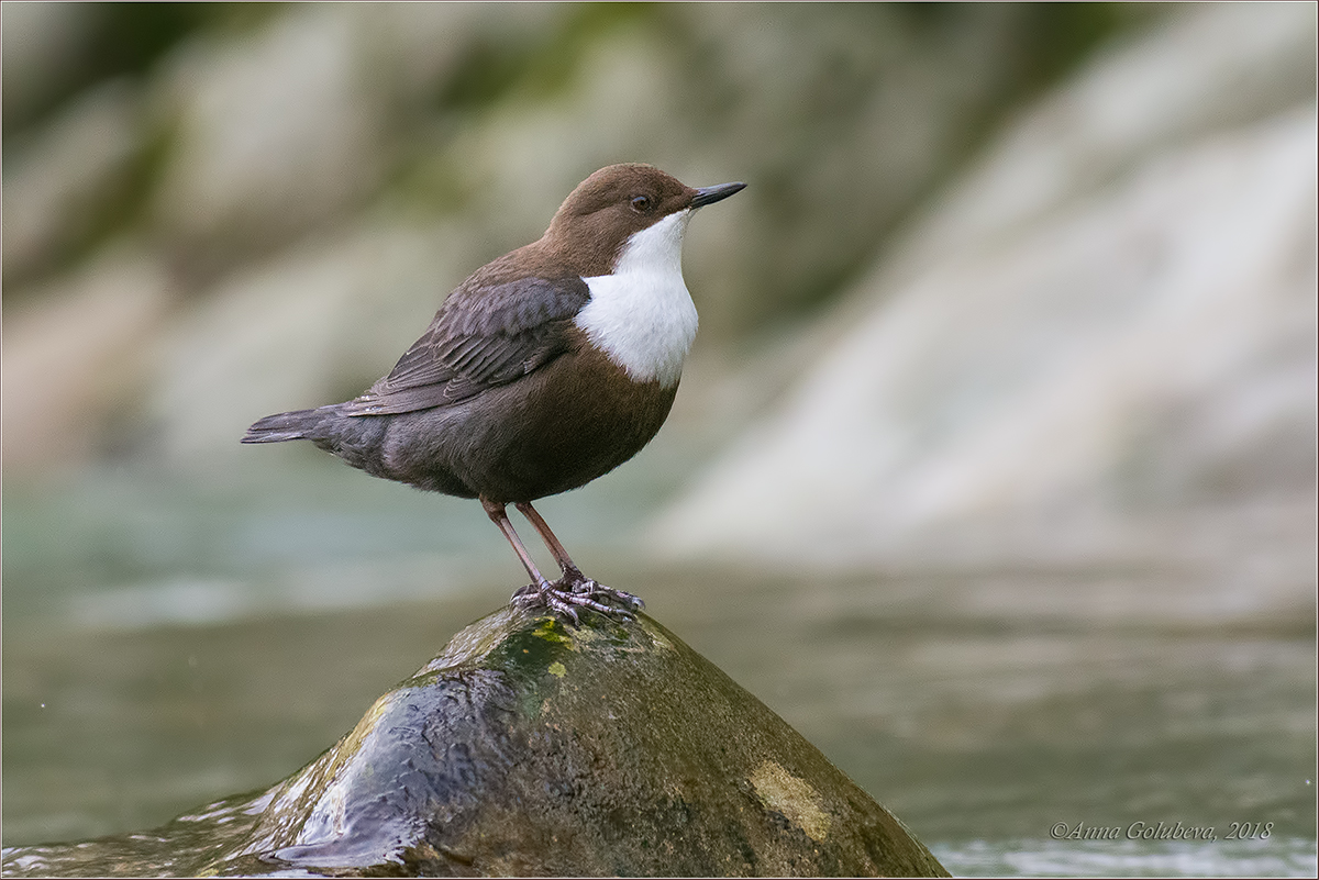 European-Dipper.Birds-of-European-Russia