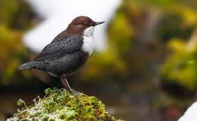 European-Dipper.TheEcologist.Org-photo