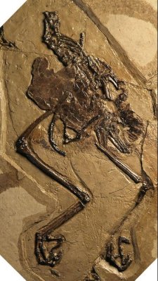 Fossil-Avimaia Schweitzerae With Unlaid Egg ©WikiC