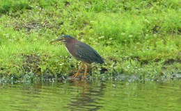 Backyard Birding – Green&nbsp;Heron